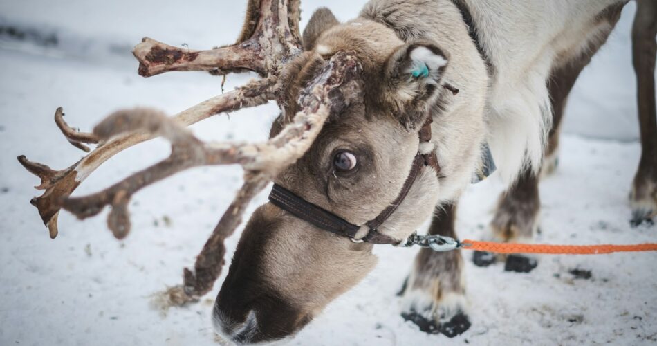 wildlife photography of a moose